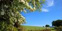 Lesquite Countryside