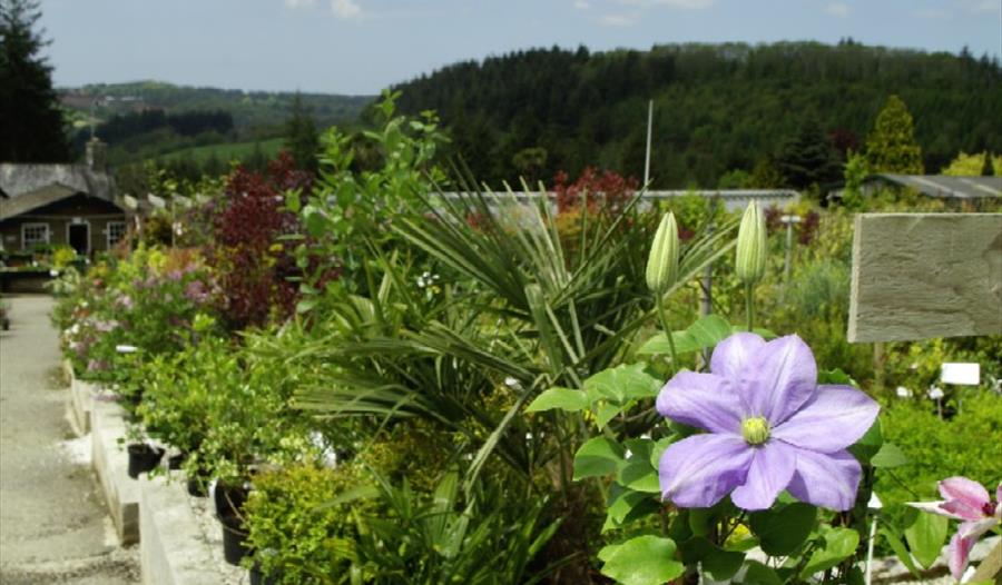 Duchy of Cornwall Nursery Garden Centre in Lostwithiel, Restormel Fowey